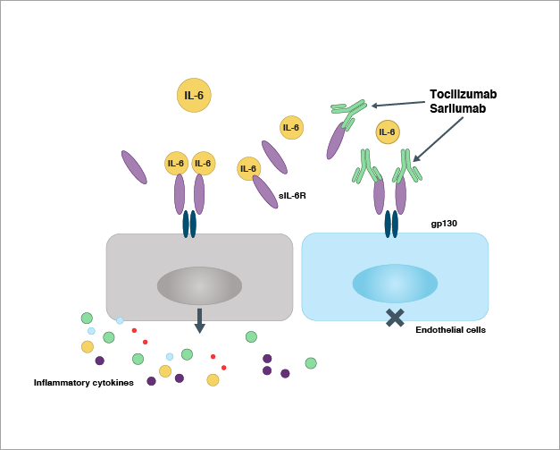 IL_6 mediated pathway diagram