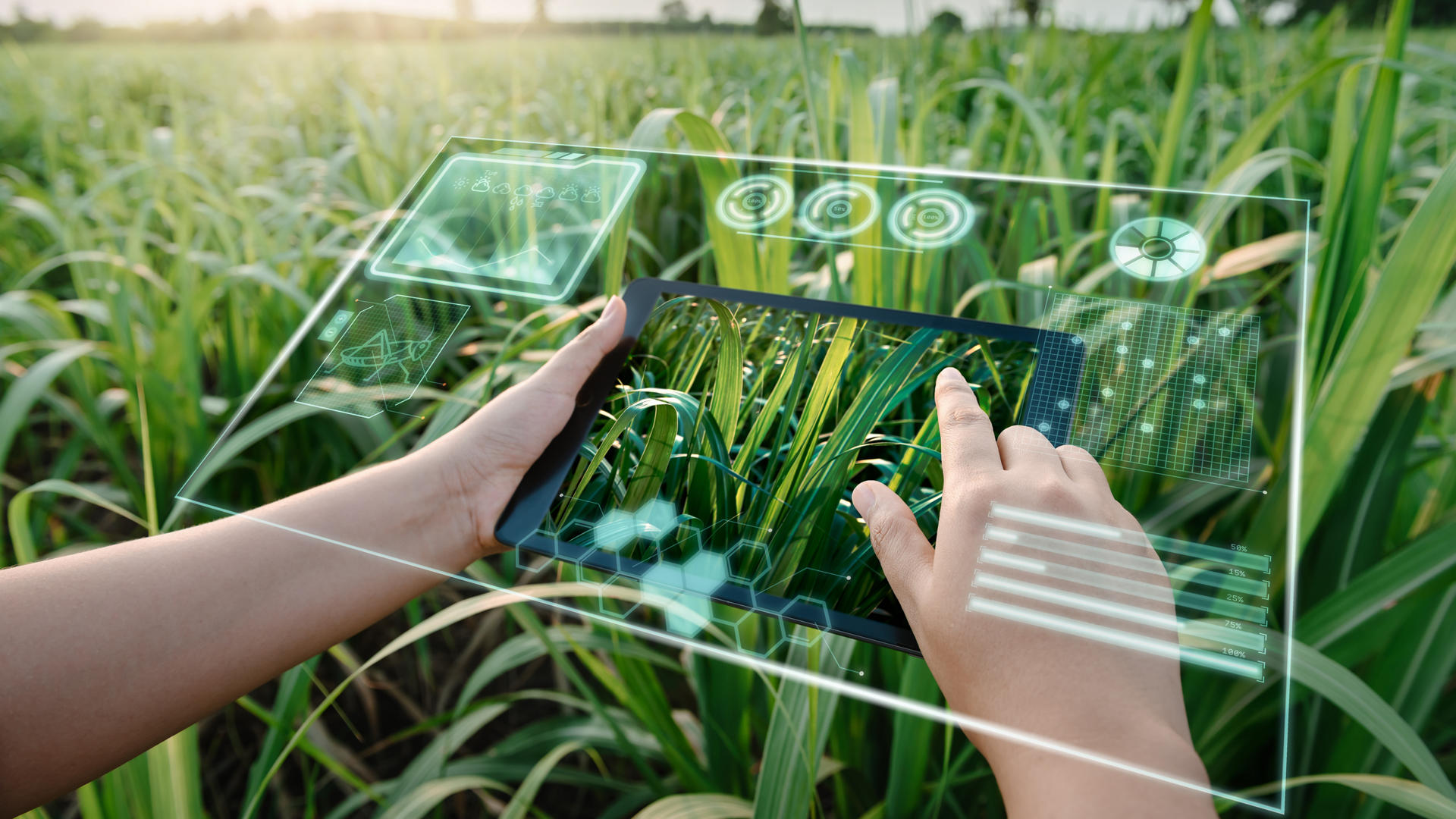 가상 현실 인공 지능 기술이 탑재된 디지털 태블릿을 사용하고 있는 여성 농부 작업자