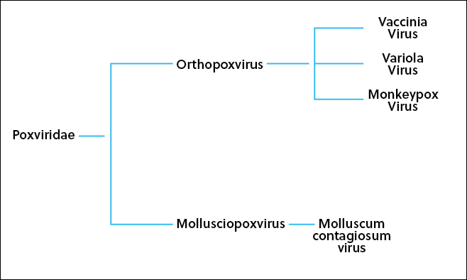 Partial Phylogeny between four species of the Poxviridae family.