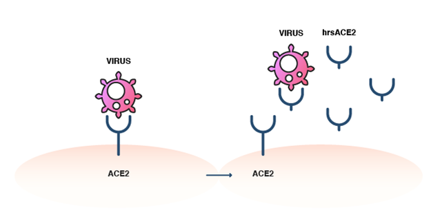 ACE2 blocking SARS Cov-2 binding