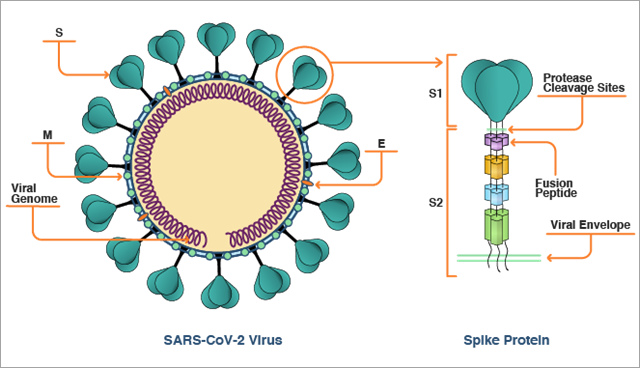 Schéma de structure de la protéine spike du virus