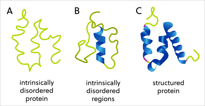 Présentation schématique (A) des protéines intrinsèquement désordonnées, (B) des régions intrinsèquement désordonnées et (C) des protéines structurées