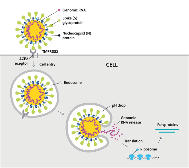 Schéma de la pénétration du SARS-CoV-2 dans la cellule hôte