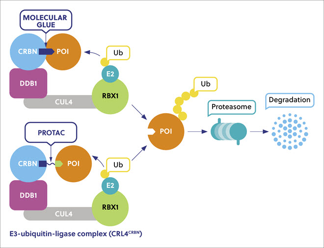 Descripción esquemática de la degradación de una proteína a través del sistema ubiquitina-proteosoma con un pegamento molecular
