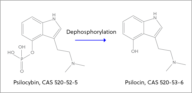 通过去磷酸化将裸盖菇素转化为脱磷裸盖菇素(活性形式)